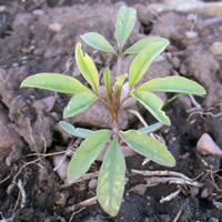Cleome serrulata